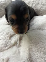 Espresso, a female Miniature Dachshund for sale in Batesburg-Leesville, SC – Photo 3 of 10