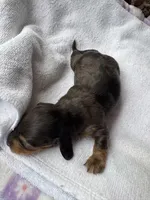 Espresso, a female Miniature Dachshund for sale in Batesburg-Leesville, SC – Photo 6 of 10