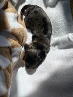 Espresso, a female Miniature Dachshund for sale in Batesburg-Leesville, SC – Photo 4 of 10