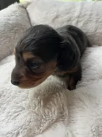 Espresso, a female Miniature Dachshund for sale in Batesburg-Leesville, SC – Photo 2 of 10