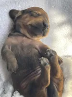 Hazel, a female Miniature Dachshund for sale in Batesburg-Leesville, SC – Photo 7 of 10