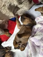 Hazel, a female Miniature Dachshund for sale in Batesburg-Leesville, SC – Photo 6 of 10