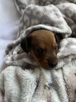 Hazel, a female Miniature Dachshund for sale in Batesburg-Leesville, SC – Photo 1 of 10