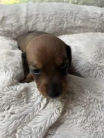 Hazel, a female Miniature Dachshund for sale in Batesburg-Leesville, SC – Photo 3 of 10