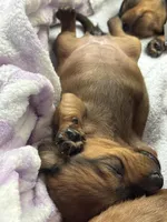 Hazel, a female Miniature Dachshund for sale in Batesburg-Leesville, SC – Photo 5 of 10