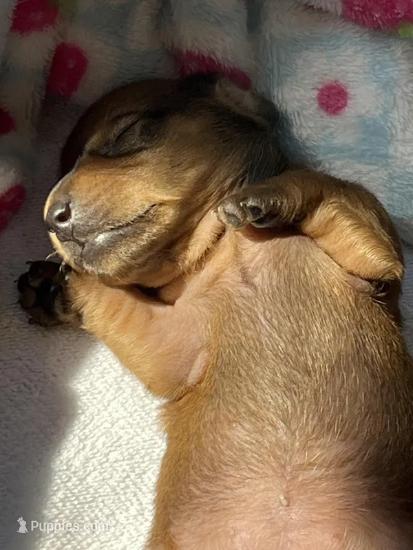 Hazel – Miniature Dachshund puppy for sale in Batesburg-Leesville, SC