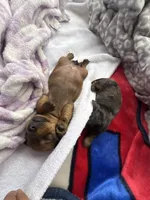 Hazel, a female Miniature Dachshund for sale in Batesburg-Leesville, SC – Photo 9 of 10