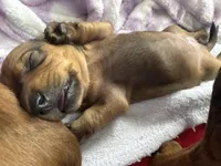 Hazel, a female Miniature Dachshund for sale in Batesburg-Leesville, SC – Photo 10 of 10