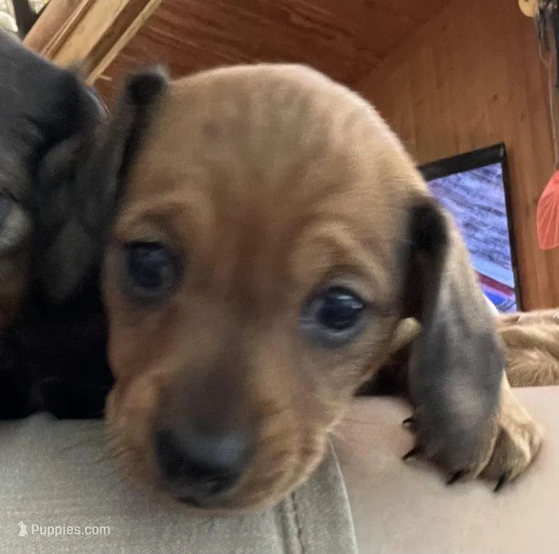 Hazel – Miniature Dachshund puppy for sale in Batesburg-Leesville, SC