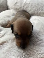 Hazel, a female Miniature Dachshund for sale in Batesburg-Leesville, SC – Photo 2 of 10