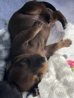 Hazel, a female Miniature Dachshund for sale in Batesburg-Leesville, SC – Photo 8 of 10