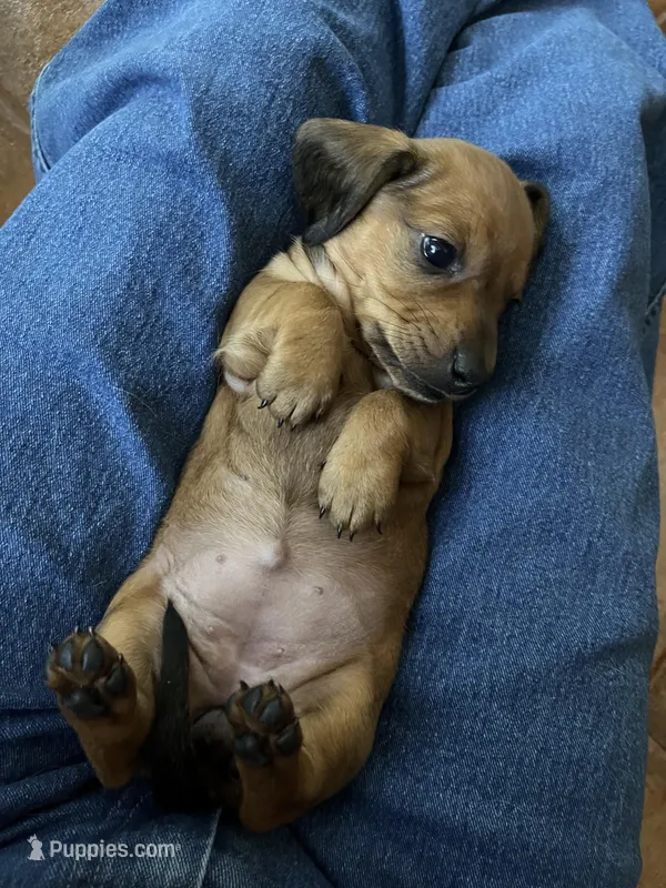 Hazel – Miniature Dachshund puppy for sale in Batesburg-Leesville, SC