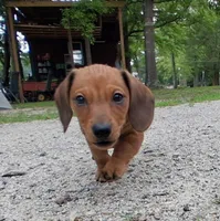 Hazel, a female Miniature Dachshund for sale in Batesburg-Leesville, SC – 4 of 10
