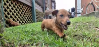 Hazel, a female Miniature Dachshund for sale in Batesburg-Leesville, SC – 2 of 10