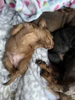 Max, a male Miniature Dachshund for sale in Batesburg-Leesville, SC – Photo 6 of 9