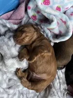 Max, a male Miniature Dachshund for sale in Batesburg-Leesville, SC – Photo 7 of 9