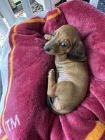 Hazel, a female Miniature Dachshund for sale in Batesburg-Leesville, SC – 9 of 10