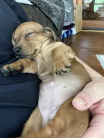 Hazel, a female Miniature Dachshund for sale in Batesburg-Leesville, SC – 10 of 10