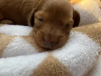 Max Jr, a male Miniature Dachshund for sale in Batesburg-Leesville, SC – Photo 2 of 10