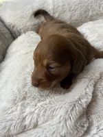 Max Jr, a male Miniature Dachshund for sale in Batesburg-Leesville, SC – Photo 6 of 10