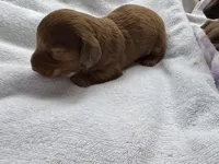 Max Jr, a male Miniature Dachshund for sale in Batesburg-Leesville, SC – Photo 10 of 10