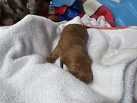 Max Jr, a male Miniature Dachshund for sale in Batesburg-Leesville, SC – Photo 7 of 10