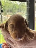 Max Jr, a male Miniature Dachshund for sale in Batesburg-Leesville, SC – Photo 9 of 10