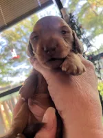 Max Jr, a male Miniature Dachshund for sale in Batesburg-Leesville, SC – Photo 1 of 10