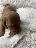 Max Jr, a male Miniature Dachshund for sale in Batesburg-Leesville, SC – Photo 4 of 10