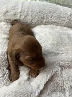 Max Jr, a male Miniature Dachshund for sale in Batesburg-Leesville, SC – Photo 5 of 10