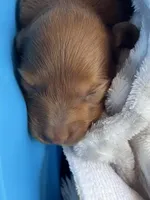 Max Jr, a male Miniature Dachshund for sale in Batesburg-Leesville, SC – Photo 8 of 10