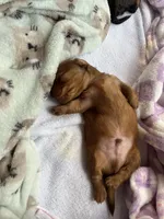 Max, a male Miniature Dachshund for sale in Batesburg-Leesville, SC – Photo 9 of 9