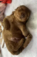 Max, a male Miniature Dachshund for sale in Batesburg-Leesville, SC – 5 of 6