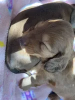 Max, a male Miniature Dachshund for sale in Batesburg-Leesville, SC – 6 of 6