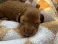 Max, a male Miniature Dachshund for sale in Batesburg-Leesville, SC – Photo 8 of 9