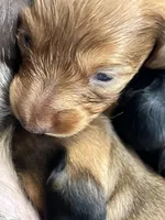 Max, a male Miniature Dachshund for sale in Batesburg-Leesville, SC – Photo 5 of 9