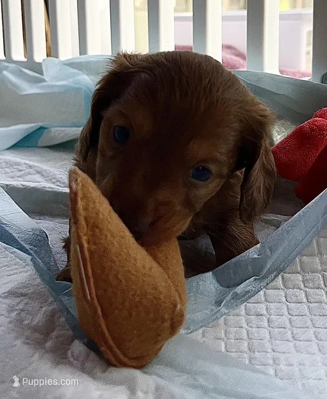 Max – Miniature Dachshund puppy for sale in Batesburg-Leesville, SC