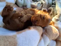 Max, a male Miniature Dachshund for sale in Batesburg-Leesville, SC – Photo 3 of 9