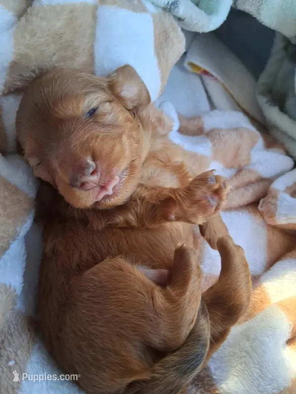 Max – Miniature Dachshund puppy for sale in Batesburg-Leesville, SC