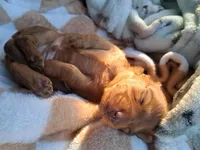 Max, a male Miniature Dachshund for sale in Batesburg-Leesville, SC – Photo 2 of 9