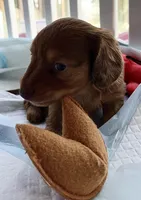 Max, a male Miniature Dachshund for sale in Batesburg-Leesville, SC – 2 of 6