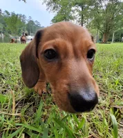 Hazel, a female Miniature Dachshund for sale in Batesburg-Leesville, SC – 5 of 10