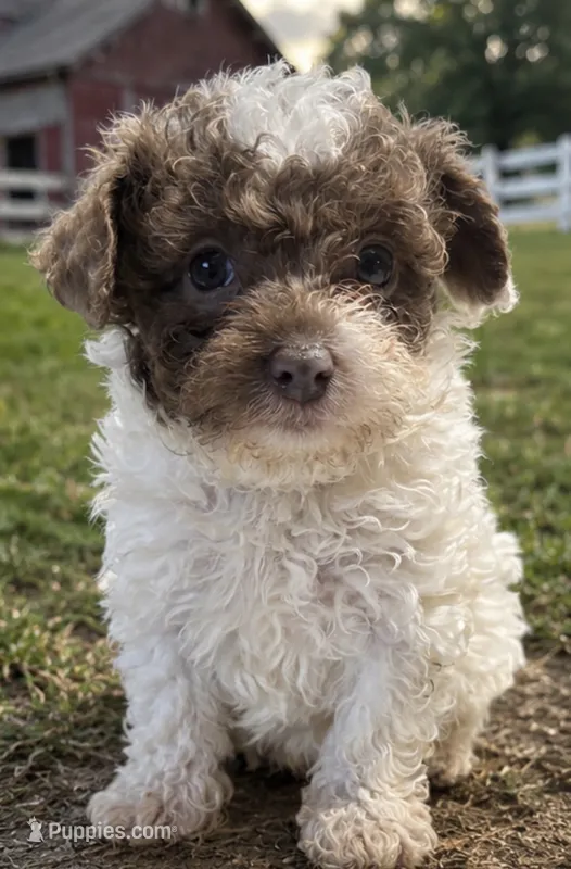 Wilson – Poodle - Toy , Poodle - Miniature  puppy for sale in Smyrna, TN