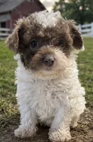 Wilson, a male Poodle - Toy  and Poodle - Miniature  for sale in Smyrna, TN – 1 of 6