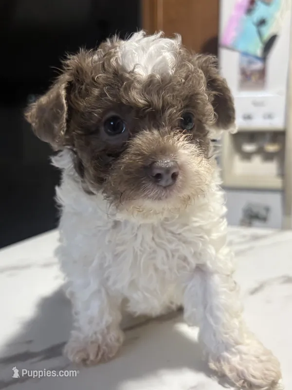 Wilson – Poodle - Toy , Poodle - Miniature  puppy for sale in Smyrna, TN