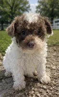 Wilson, a male Poodle - Toy  and Poodle - Miniature  for sale in Smyrna, TN – 4 of 6