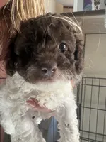 Pepper, a female Poodle - Toy  and Poodle - Miniature  for sale in Smyrna, TN – 1 of 4
