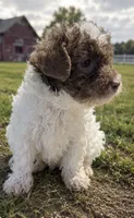 Wilson, a male Poodle - Toy  and Poodle - Miniature  for sale in Smyrna, TN – 5 of 6