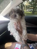 Wilson, a male Poodle - Toy  and Poodle - Miniature  for sale in Smyrna, TN – 6 of 6