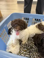 Pepper, a female Poodle - Toy  and Poodle - Miniature  for sale in Smyrna, TN – 3 of 4